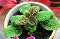 friendship plant